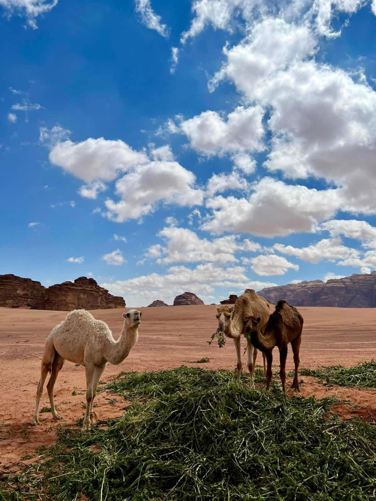 Ad Disah Desert'S Soul Wadi Rum מראה חיצוני תמונה