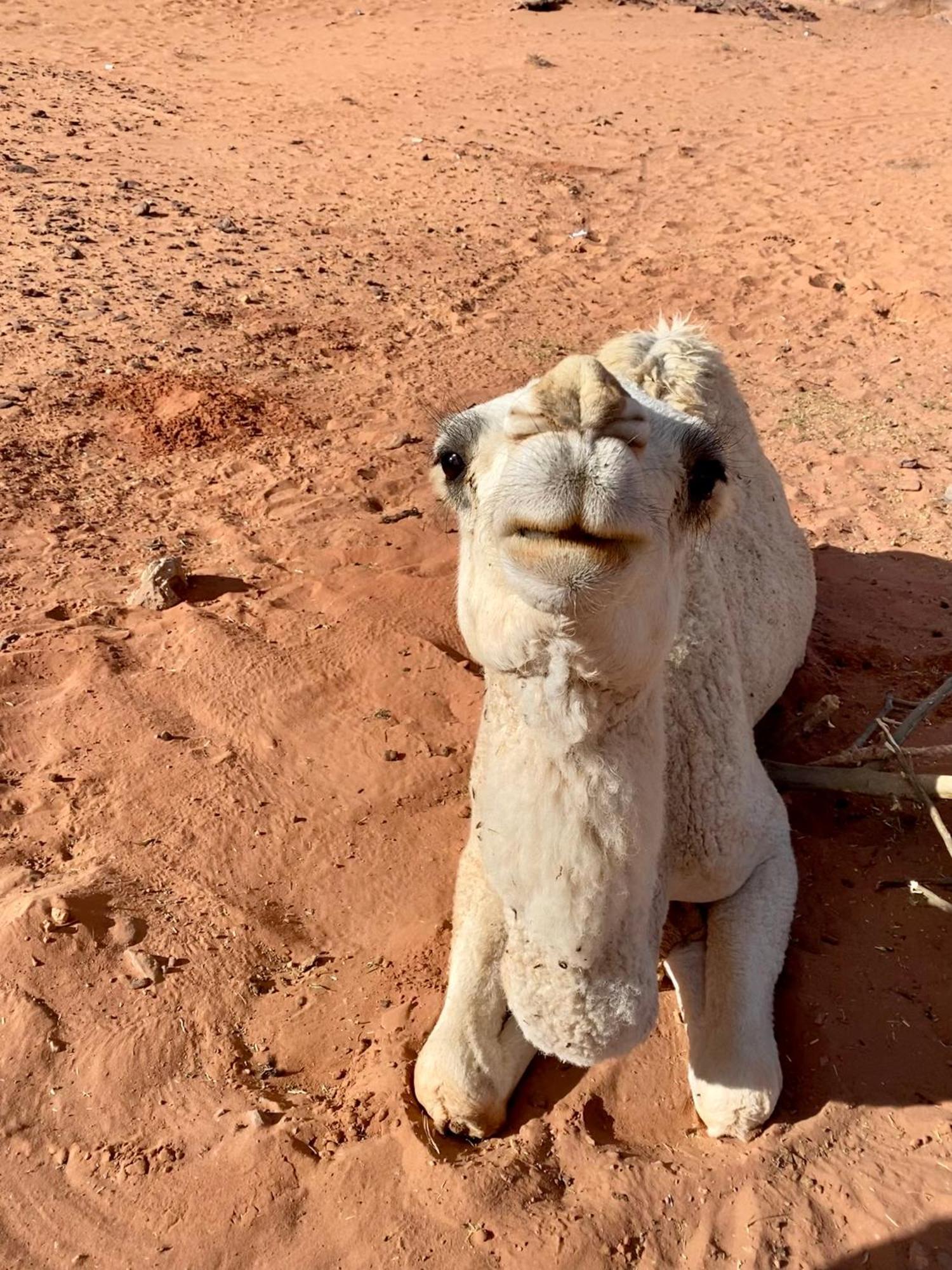 Ad Disah Desert'S Soul Wadi Rum מראה חיצוני תמונה